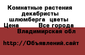 Комнатные растения, декабристы (шлюмберга) цветы › Цена ­ 300 - Все города  »    . Владимирская обл.